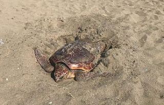 Mersin kumsalı, dünyada çok nadir görülen bir...