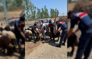 Mersin’de çalınan hayvanlar Adana’da bulundu