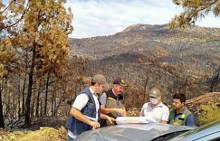 Mersin’de yangın alanlarında gençleştirme tespitleri...