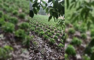 Mersin’in yüksek kesimlerinde dolu etkili oldu