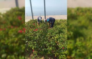 Mesire yerleri ve yeşil alanlarda temizlik çalışması