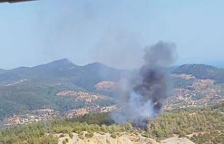 Milas’ta orman yangını