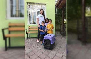 Minik doğa severlerin bulduğu kirpi, bakımı sonrası...