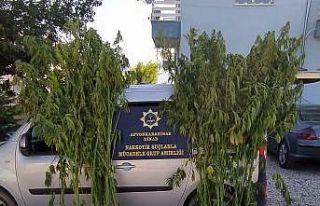 Mısır tarlasına kenevir baskınında bir kişi...