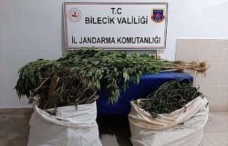 Mısır tarlasına kenevir eken şahıs tutuklandı