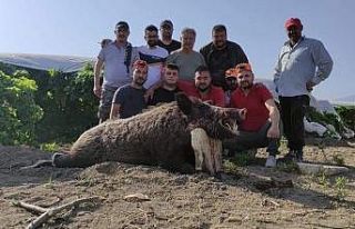 Mısır üreticisi Kocabaş canavarından kurtuldu