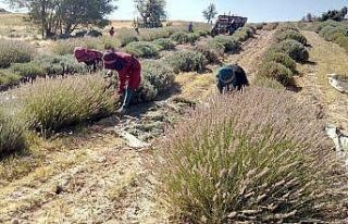 ‘Mor deniz’ lavantada hasat zamanı