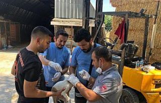 MSKÜ yangın yaralarının sarılması için sahada