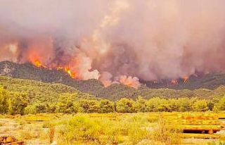 Muğla’da artan sıcaklarla birlikte alevler yeniden...