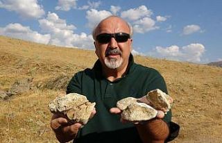 Muş’ta 35 milyon yıllık deniz canlıları fosili...