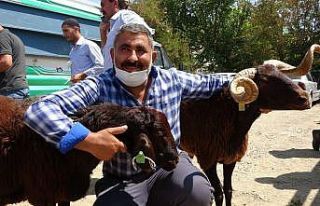 Muş’ta çiftçilere devlet destekli koç dağıtımı...