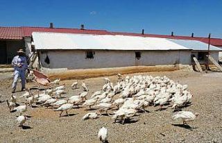 Muş’ta Kanada ırkı beyaz hindi yetiştiriciliği