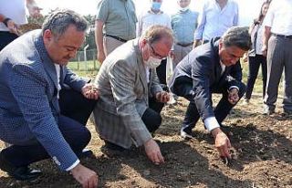 Mutluluk iksiri safranın soğanları toprakla buluşturuldu