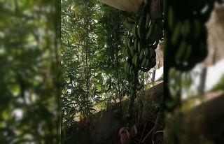 Muz serasında hint keneviri yetiştiren şüpheli...