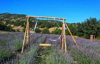 Nallıhan’da lavanta bahçeleri ziyaretçilere görsel...