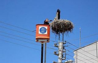 Nazilli Belediyesi yaralı leyleğe sahip çıktı