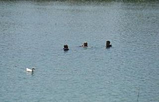Nehirde yüzen yaşlı adam polisi alarma geçirdi