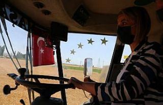 Nevşehir Valisi Becel, biçerdövere binerek hasat...