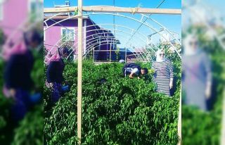 Okul bahçesinde yetiştirilen ürünlerin hasadı...