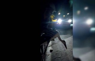 Ölmek üzere olan leyleğin yardımına koştular