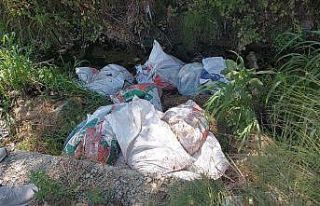 Ölü tavukları çuvallara koyup dere kenarına attılar