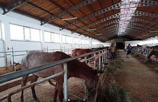Ölüme terk edilen atlar yeni yuvalarında