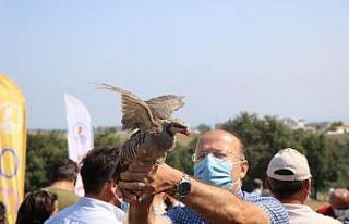 OMÜ’de kampüse keklik ve sülün salındı