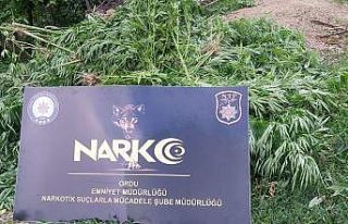Ordu’da uyuşturucu operasyonları