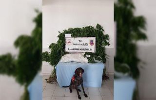 Ordu’da uyuşturucu operasyonu