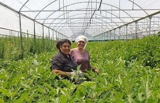 Organik tarımın önemi her geçen gün artıyor