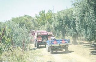 Orhangazi’de orman yangını büyümeden söndürüldü