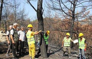 Orman Genel Müdürlüğü yangında zara gören alanlar...