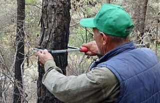 Orman mühendisleri Kozan’da damgalama çalışmalarına...