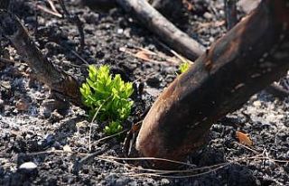 Orman yangınında yanan ağaçların kökleri filizlendi