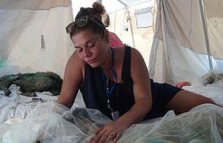 Orman yangınında yaralanan hayvanlara klasik müzik...