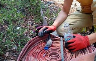 Orman yangınından etkilenen kuşa böyle su içirdi