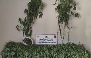 Ormanlık alanda 519 kök kenevir ve 2 kilogram kubar...