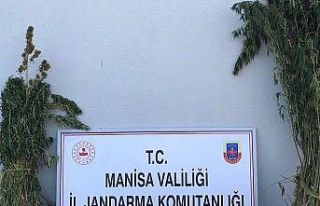 Ormanlık alandaki kenevirler drone ile tespit edildi