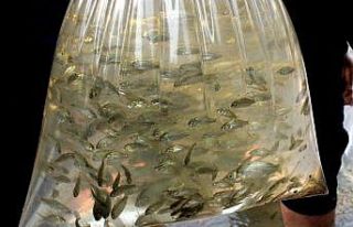 Osmaniye’de baraj gölüne 428 bin yavru sazan bırakıldı