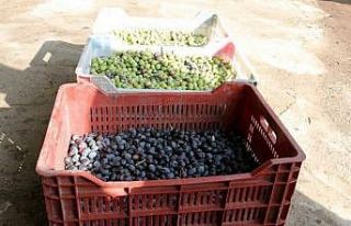 Osmaniye’de çiftçilere yüzde 50 hibeli zeytin...