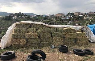 Ot balyası çalan 3 zanlı gözaltına alındı