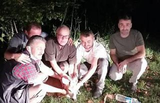 Otomobilin çarptığı karaca yaralandı