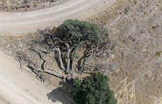 (Özel) 3 asırlık ağaca kimse dokunamıyor, sebebi...