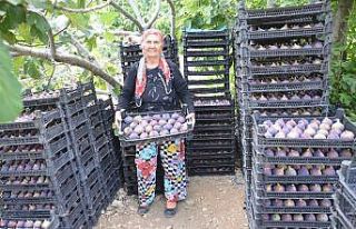 (ÖZEL) Antalya’da 800 rakımlı köyde taze incir...