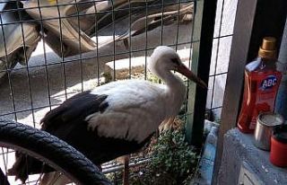 (Özel) Bursa’da rotayı şaşıran leylek oto yıkamacıya...