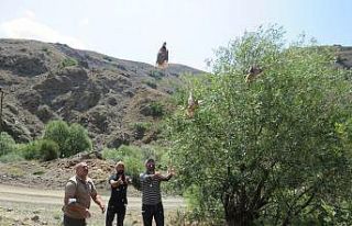 (Özel) Erzincan’da 400 kınalı keklik doğaya...