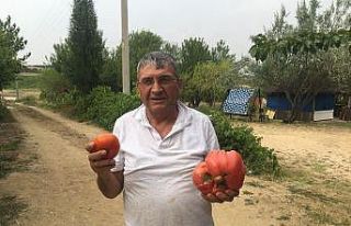 (ÖZEL) Görenleri hayrete düşüren dev domates