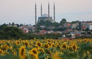 (ÖZEL) Kuraklık ayçiçeğini vurdu