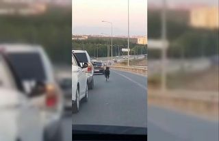 (Özel) Otobana çıkan keçi, trafiği alt üst etti