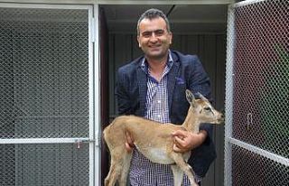 (Özel) Raybüsün çarpması sonucu yaralanan yavru...